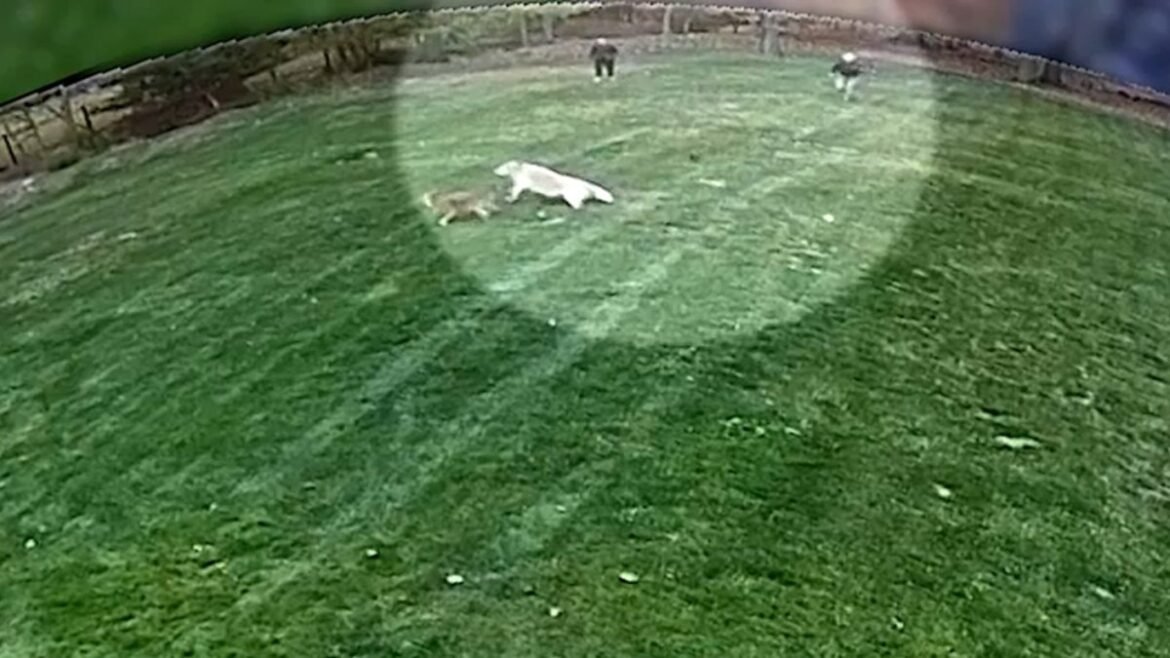 Coyote-attack-NJ-cropped.jpg
